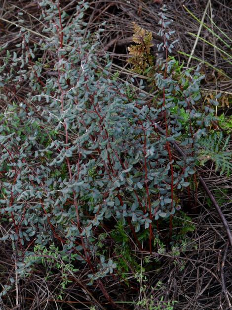 Pellaea andromedifolia, Coffee Fern, is here in California chaparral.  - grid24_12