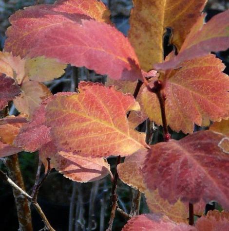 Crataegus douglasii, Western Thorn Apple fall leaves - grid24_12