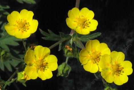 Potentilla gracilis Cinquefoil - grid24_12