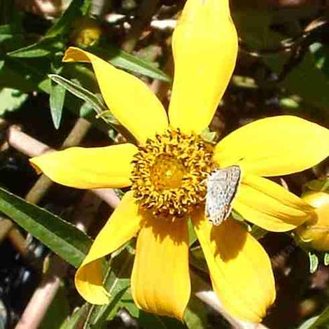 Bidens laevis  with a Acmon Blue Butterfly. - grid24_12