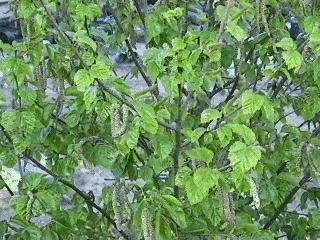 Betula occidentalis, Water Birch, in early spring with its pendent catkins (flower clusters).  - grid24_12