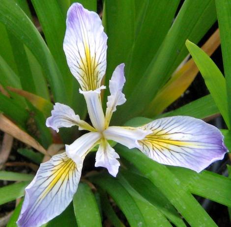 Douglas Iris flower - grid24_12