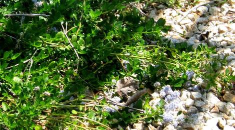 Ceanothus thrsiflorus repens makes a great ground cover in  part shade or on coastal bluffs. - grid24_12