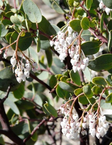 White Leaf manzanita, Arctostaphylos viscida, with flowers. notice  the nectar robbing bees have eaten a hole into each flower. - grid24_12