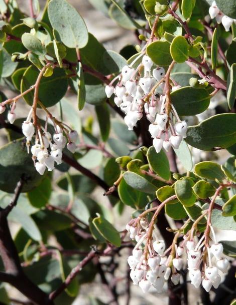White Leaf manzanita, Arctostaphylos viscida, with flowers. notice  the nectar robbing bees have eaten a hole into each flower. - grid24_12