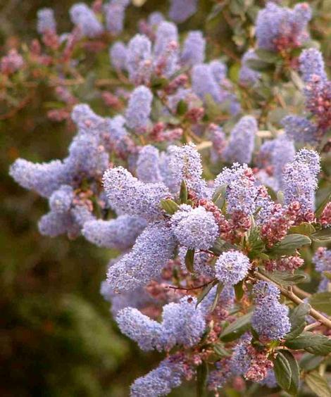 Ceanothus LT blue flowers has red blue flowers - grid24_12