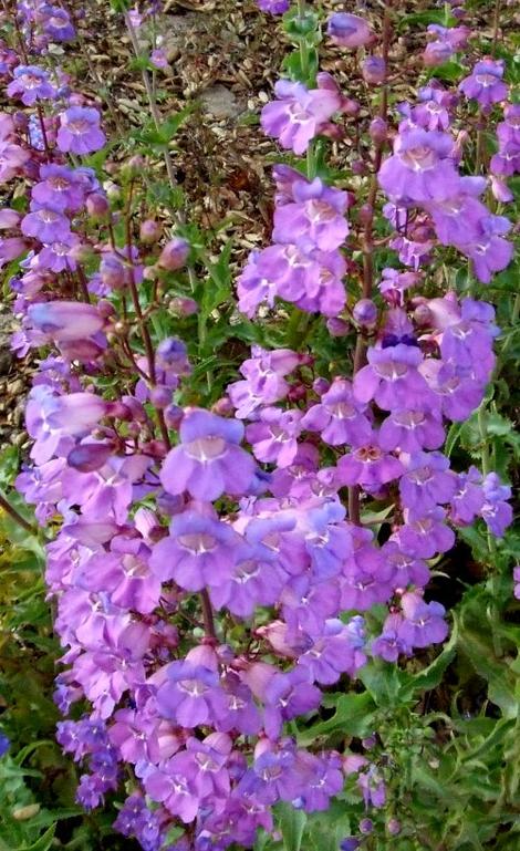 Penstemon spectabilis, Showy Penstemon can be a very hot lavender addition to a California garden. - grid24_12
