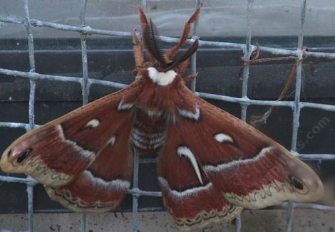 This silk moth was on the screen next to an evaporative cooler. The squares are about 1/2 inch across. - grid24_12