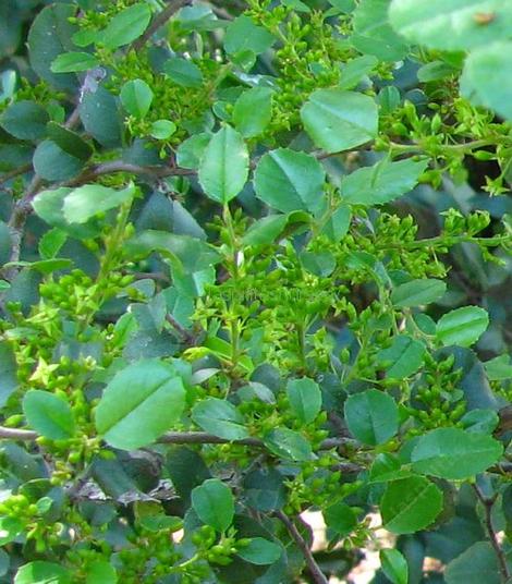 Rhamnus crocea ilicifolia, Hollyleaf Redberry flowers are greenish and liked by bees and flies. - grid24_12
