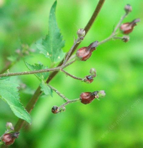 Scrophularia atrata, Bumble Bee Plant with it's funny flowers - grid24_12