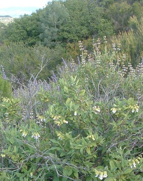 Lepechinia calycina, California Pitcher Plant, is here growing with Salvia mellifera on the right, Trichostema lanatum on the left, and Adenostoma fasciculatum in the background, with Pinus sabiniana in the center back of the photo.  - grid24_12