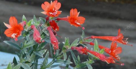 This California fuchsia grows in the mountains up to about 7000 ft. - grid24_12