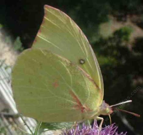 California dog face butterfly on a Monardella. - grid24_12