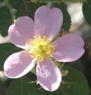 A Rose has five petals. - grid24_12 A Rose has five petals. - grid24_12