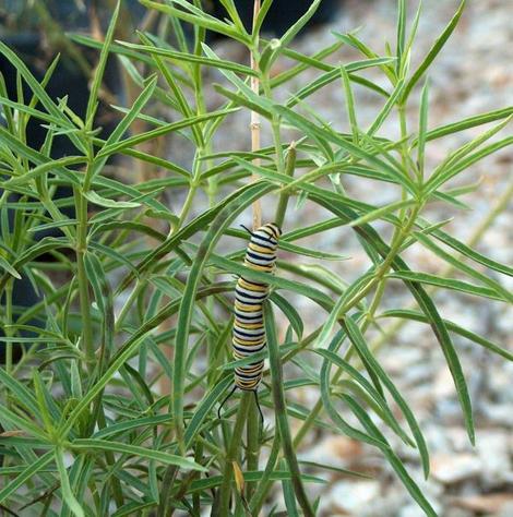 Asclepias fascicularis, Narrow-leaf milkweed with a Monarch Butterfly larva. In towns like Santa Barbara or Santa Monica the Monarchs will eat the plants down several times a year. - grid24_12