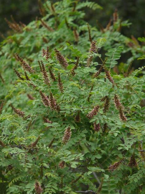 Amorpha californica, California False Indigo Bush grows to maybe 6 ft. tall. - grid24_12