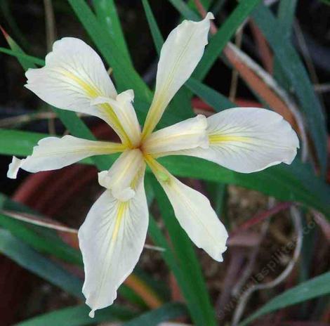 Iris macrosiphon, Ground Iris, whose flowers range from cream to purple, grows in the northern part of California.  - grid24_12
