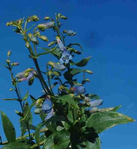 An old Penstemon rydbergii, Meadow Penstemon. - grid24_12