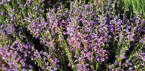 Penstemon, Margarita BOP works as a border planting or small scale ground cover. Bottom of Porch has been a wonderfully stable inmost gardens. - grid24_12