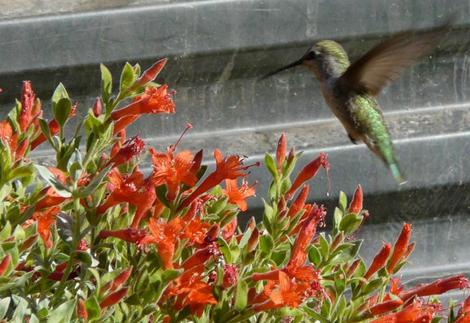 Mattole River, Zauschneria, Epilobium, septentrionalis  with an Anna Hummingbird - grid24_12