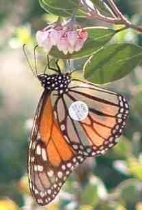 a tagged Monarch Butterfly, Danaus plexippus that was flying by and rested on a manzanita for a snack  - grid24_12