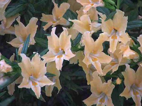 Spunky Agoura Monkey makes a beautiful peachy mound. hard to believe this grows in dry Southern California. This Monkey Flower  is sometimes called Mimulus aurantiacus, which is what they call almost all the monkey flowers. It's like everyone is Bob and Mary. - grid24_12