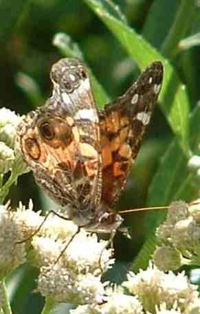 American Painted Lady Butterfly, Vanessa virginiensis on a Baccharis douglasii Marsh Baccharis and Douglas Baccharis watching camera. - grid24_12