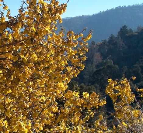 Fremontodendron californicum California Flannel Bush in the wild. Also known as Fremontia.
The flowers commonly cover all the plant. - grid24_12