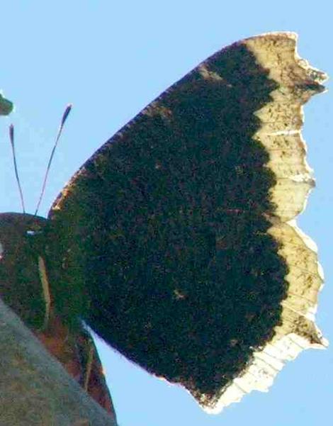 Side view of Mourning Cloak Butterfly. We do not get many of them in the Santa Margarita Nursery, but we get a few. - grid24_12