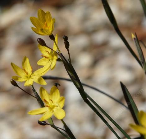 Sisyrinchium californicum, Yellow-eyed Grass can have brown or green stems.
