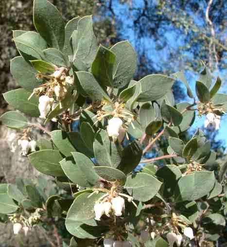 Arctostaphylos wellsii, Well's manzanita - grid24_12