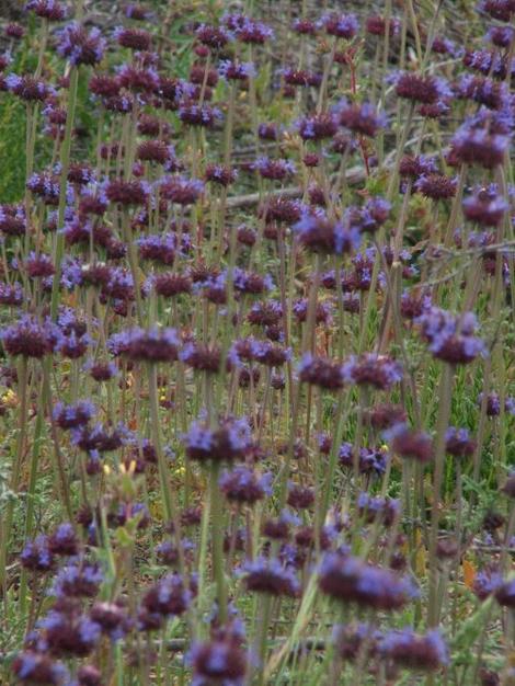 Salvia columbariae Chia - grid24_12