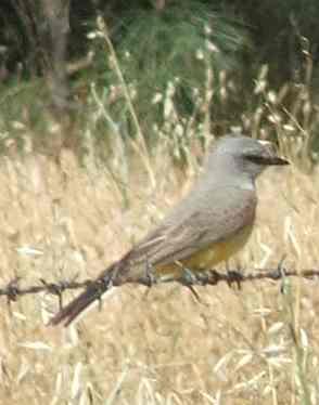 Western Kingbird - grid24_12