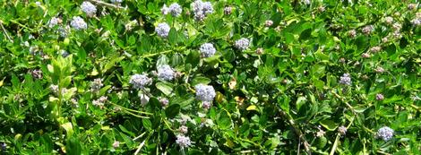  Ceanothus thyrsiflorus repens makes a very nice groundcover in part shade. Will work in hot areas in nearly full shade. Full sun in cool coastal areas. Great between buildings in the 'gap'. - grid24_12