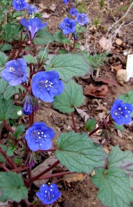 Phacelia campanularia, Desert Bluebell, is growing here in the Santa Margarita garden. - grid24_12