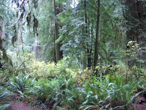 California redwood forest with understory - grid24_12