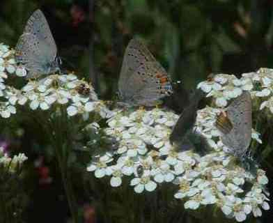 Native yarrow with Hairstreak butterflies. - grid24_12