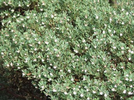 Arctostaphylos pumula, Sandmat Manzanita - grid24_12