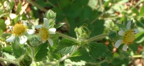 Potentilla glandulosa,  Sticky Cinquefoil flower - grid24_12