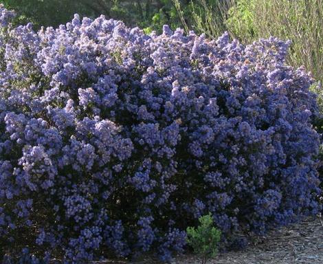 Ceanothus Julia Phelps in full flower as a hedge. - grid24_12