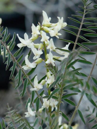 Astragalus trichopodus, Southern California Locoweed flower - grid24_12