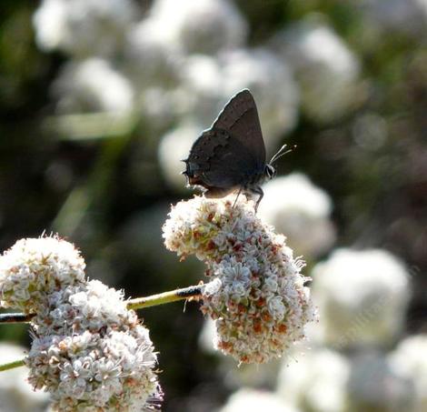 California Buckwheat,the foliolosum  subspecies of  Eriogonum fasciculatum with a Hairstreak butterfly. - grid24_12