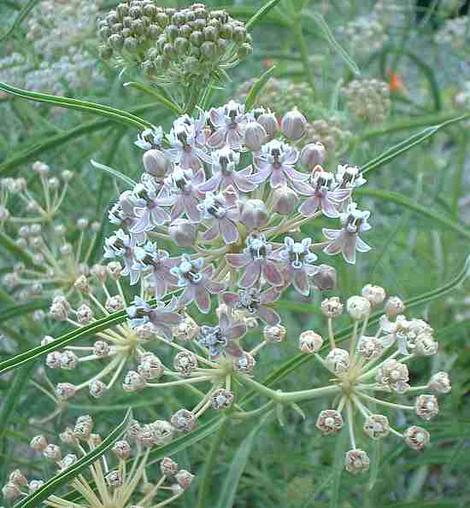 Asclepias fascicularis, Narrow-leaf milkweed flower - grid24_12