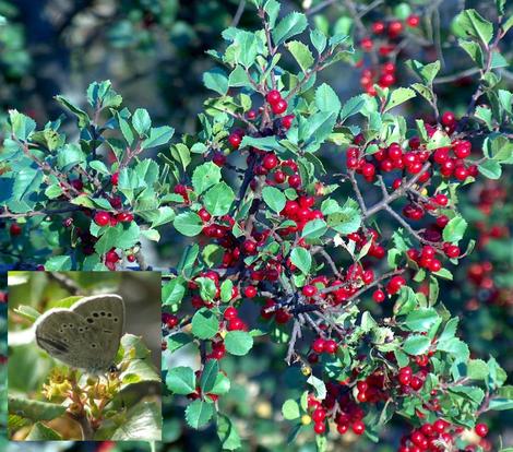 Rhamnus crocea ilicifolia Hollyleaf Redberry