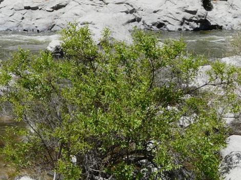 A lush specimen of Cephalanthus occidentalis, California Buttonwillow, growing along the treacherous, deadly Kern River, above Bakersfield, California. - grid24_12