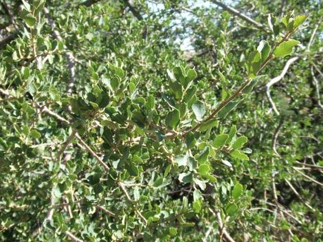 Quercus alvordiana, Eastmans Oak with a mass of leaves. - grid24_12