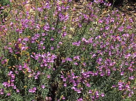 Penstemon heterophyllus, Foothill Penstemon has flowers that vary from almost pink to deep blue. Same plant, different years. - grid24_12