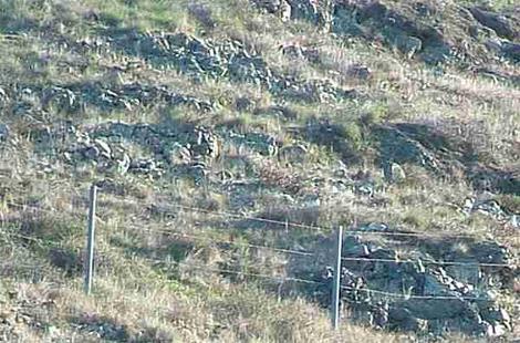 Serpentine Grassland because of high boron. - grid24_12
