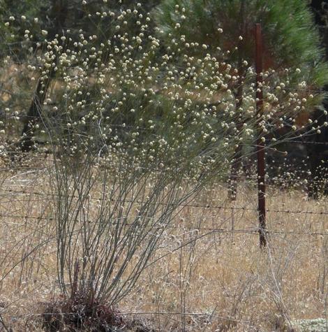 Eriogonum nudum pubiflorum, Naked buckwheat in its native habitat. - grid24_12