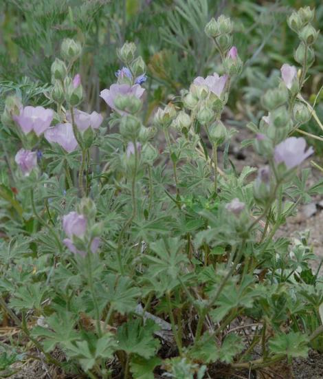 Sidalcea hickmanii anomala plant - grid24_12